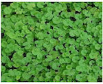 Seed Gazon Clover Dichondra Repens 1kg