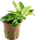 Anubias Barteri Nana Pinto Potted