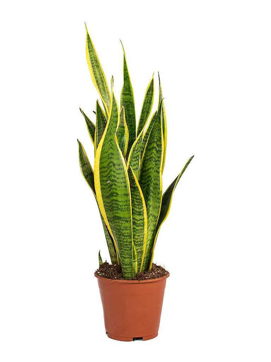 Sansevieria Trif Laurenti