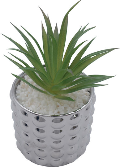 Sukkulente Pflanze in Topfpflanze Silber 14cm Uncle George