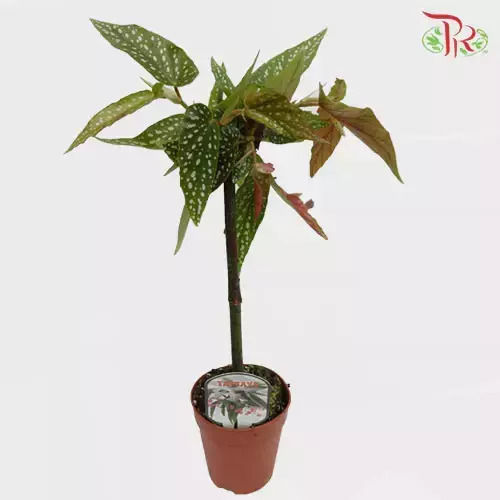 Begonia Tamaya pe tulpină
