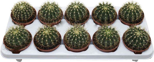 Ferocactus Schwarzii 10.5cm