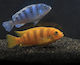 Ruinemans Aquarium Aquarium Fish