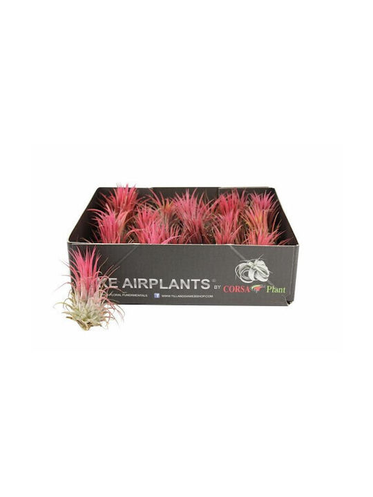 Tillandsia Ionantha Red Large