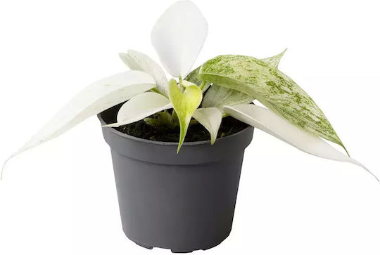 Philodendron Florida Ghost