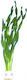 Stoffels Vallisneria Αmericana Live Aquarium Plant