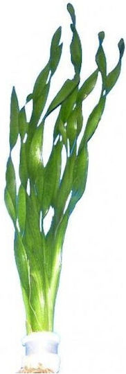 Stoffels Vallisneria Αmericana Live Aquarium Plant