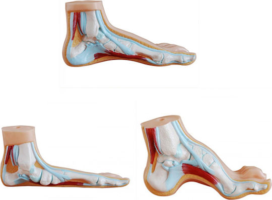 Normal Flat Curved Foot Manikin Set 3 Pieces