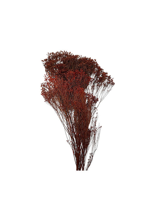 Dried Plant Grass 1pcs