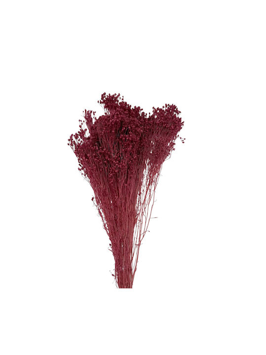 Dried Plant 1pcs