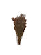 Dried Plant Grass Brown 1pcs