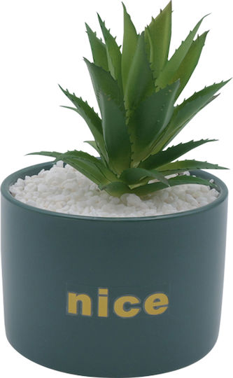 Aloe in Topfpflanze 17cm 05.02.04-0015-Grün Uncle George