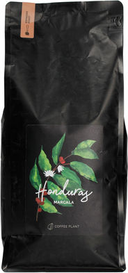 Coffee Plant Coffee Espresso Arabica Honduras Plant In Grains 1kg