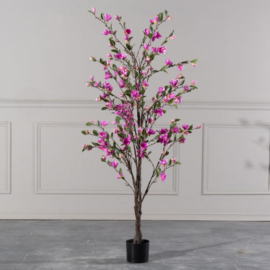 Pink Outdoor Magnolia Supergreens Pink Outdoor Magnolia Supergreens