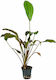 S.i Echinodorus Indian Red