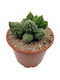 Adromischus Marianiae Herrei Lime Drops