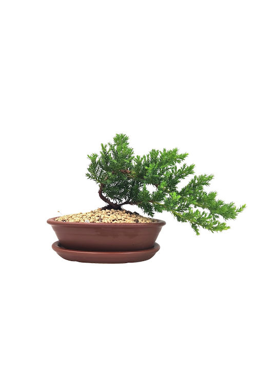 Bonsai Wacholder Baby Komposition