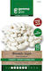 Gem Dry Bean Aufrechter 10g Samenpaket Phaseolu...