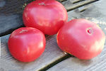 Rozamax Beefsteak Tomato 0.3g Seeds