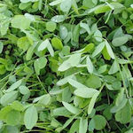 Alexandrian Clover Seed 10kg