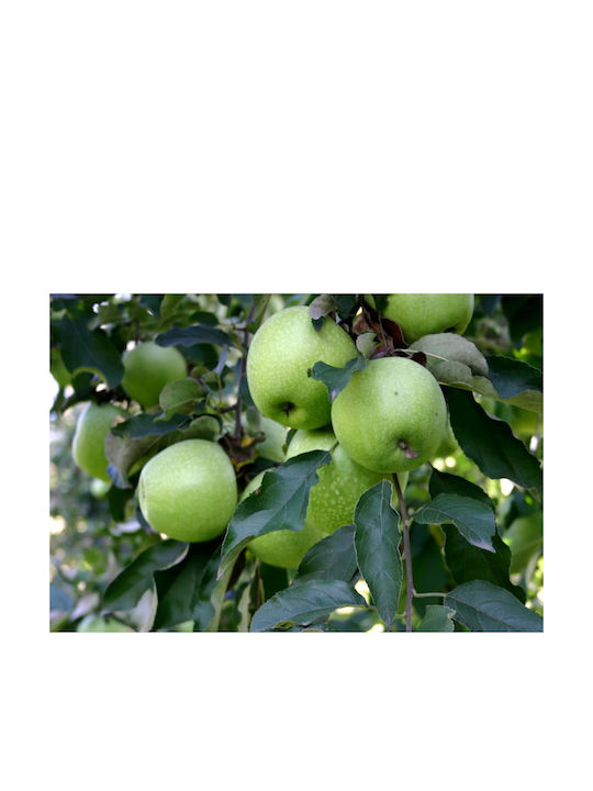 Granny Smith Apple Tree