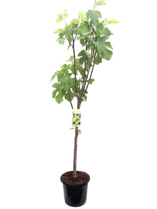 Oem Συκιά Δέντρο Ficus Carica 9 Lt 4-6