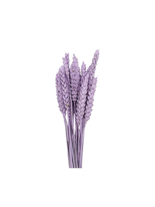 Dried Plant Purple 20pcs