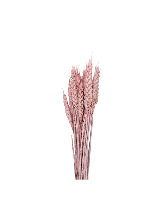 Dried Plant Pink 20pcs