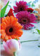 Greeting Card 17x12cm