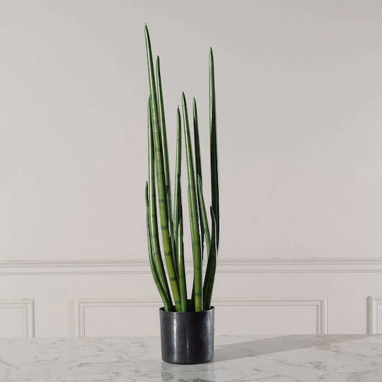 Yucca В Саксия 14см Supergreens