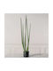 Yucca В Саксия 22см Supergreens