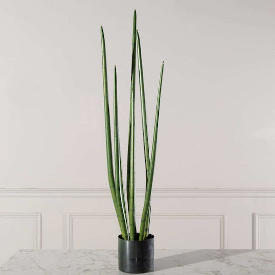 Yucca В Саксия 22см Supergreens