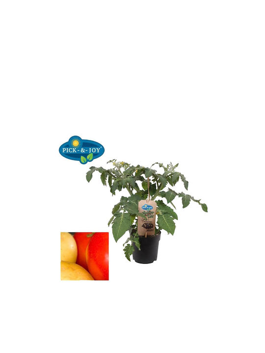 Solanum Lycopersicum Potatom 13cm