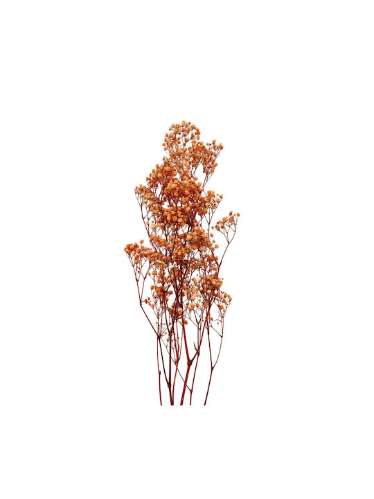 Dried Plant Coral 1pcs