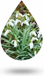 Anaplasis Ulei Aromatic Primula de seară 100ml 1buc ana-000068-127