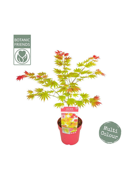 Acer Shirasawanum Moonrise Pflanze 55cm