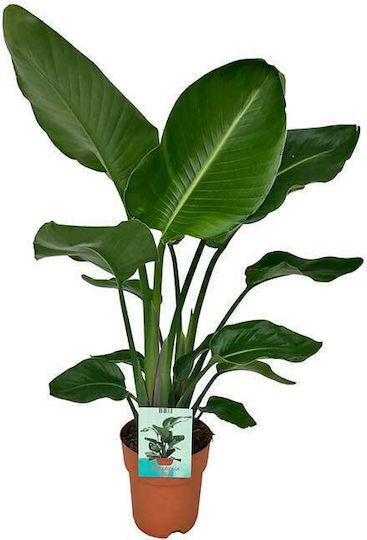 Strelitzia Nicolai 19cm