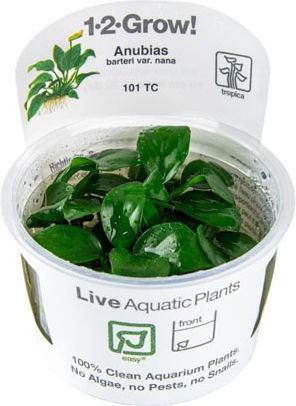 Tropica Anubias Barteri Nana 1-2-grow! Живо Аквариумно Растение