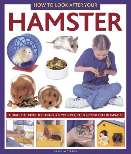 How To Look After Your Hamster