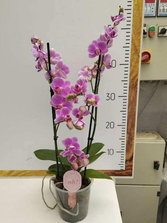 Phalaenopsis Multiflora "oh So Many Flowers "