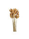 Dried Plant Lagurus 1pcs