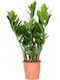 Zamioculcas Zamiifolia 3+Springs