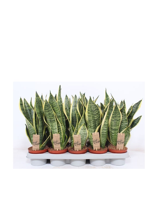 Sansevieria Trifasciata Superba