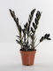 Zamioculcas Zamicro Dark