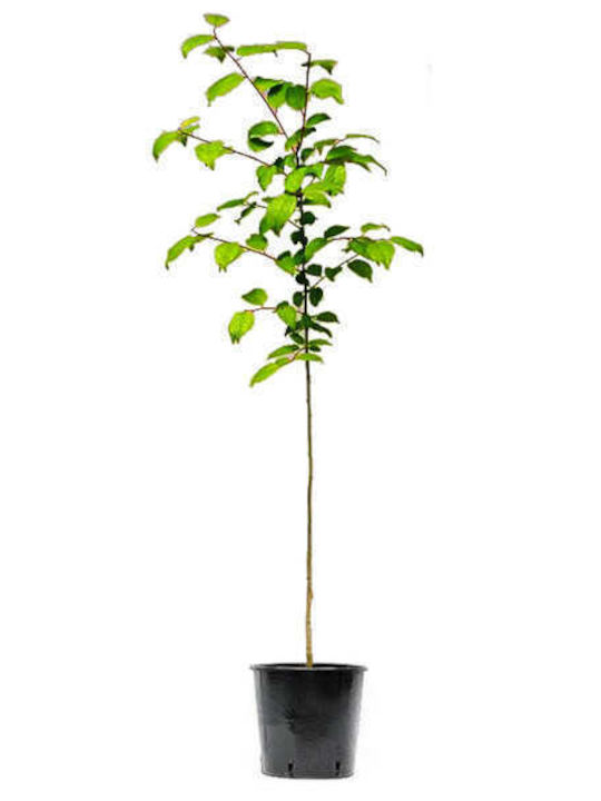 Oem Kirschpflaume oder Wacholder Prunus Cerasifera 12 Lt 8-10