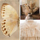 Spezielle Handwerksfarbe Beige 150gr
