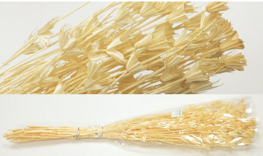 Nigella Orientalis Λευκαμενο 50cm