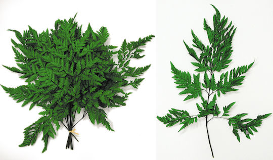 Getrocknete Pflanze Farn Grün 30cm Faitakis Pack