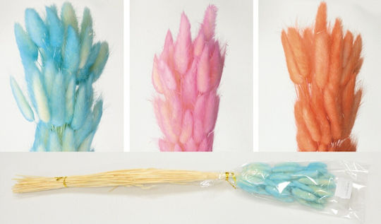 Dried Plant Bunny Tails Somon 60cm