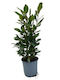Laurus Nobilis Bay Laurel